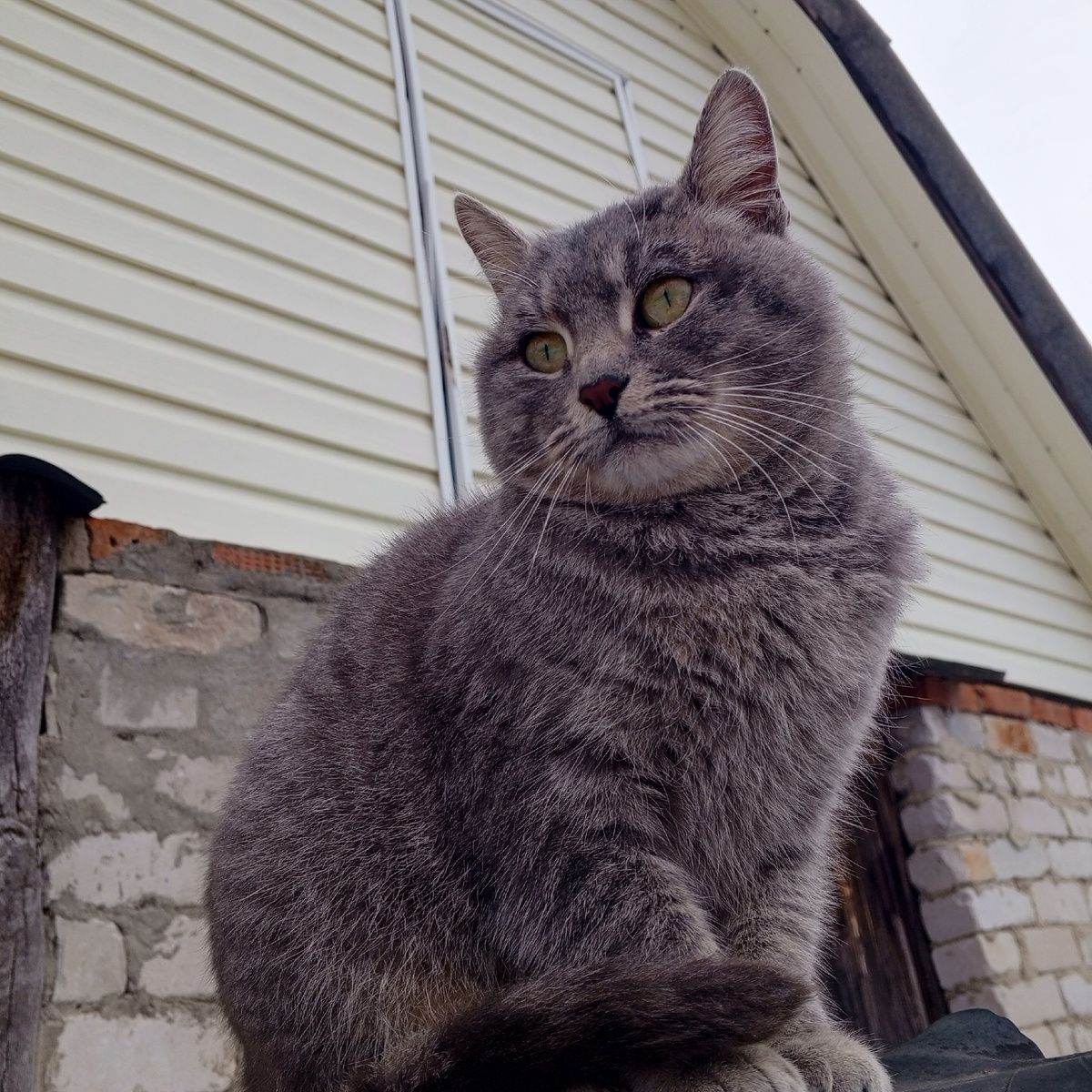 Муся  недоумевает - куда делась зима??? 