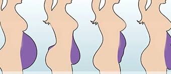 Примерные типы животов.