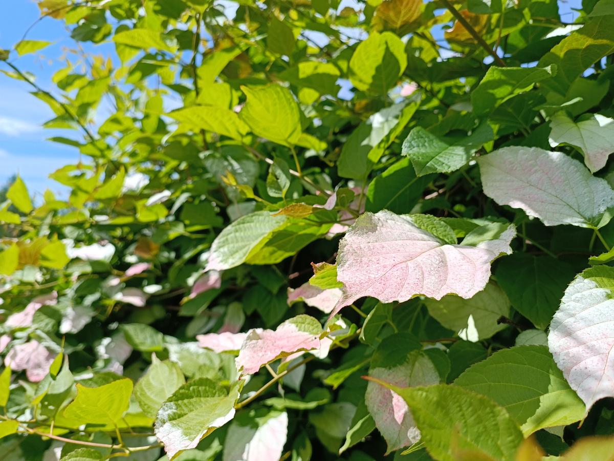 листайте галерею