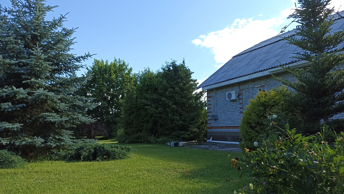 Ель уже выросла выше дома! Да и пихта справа её практически догнала.