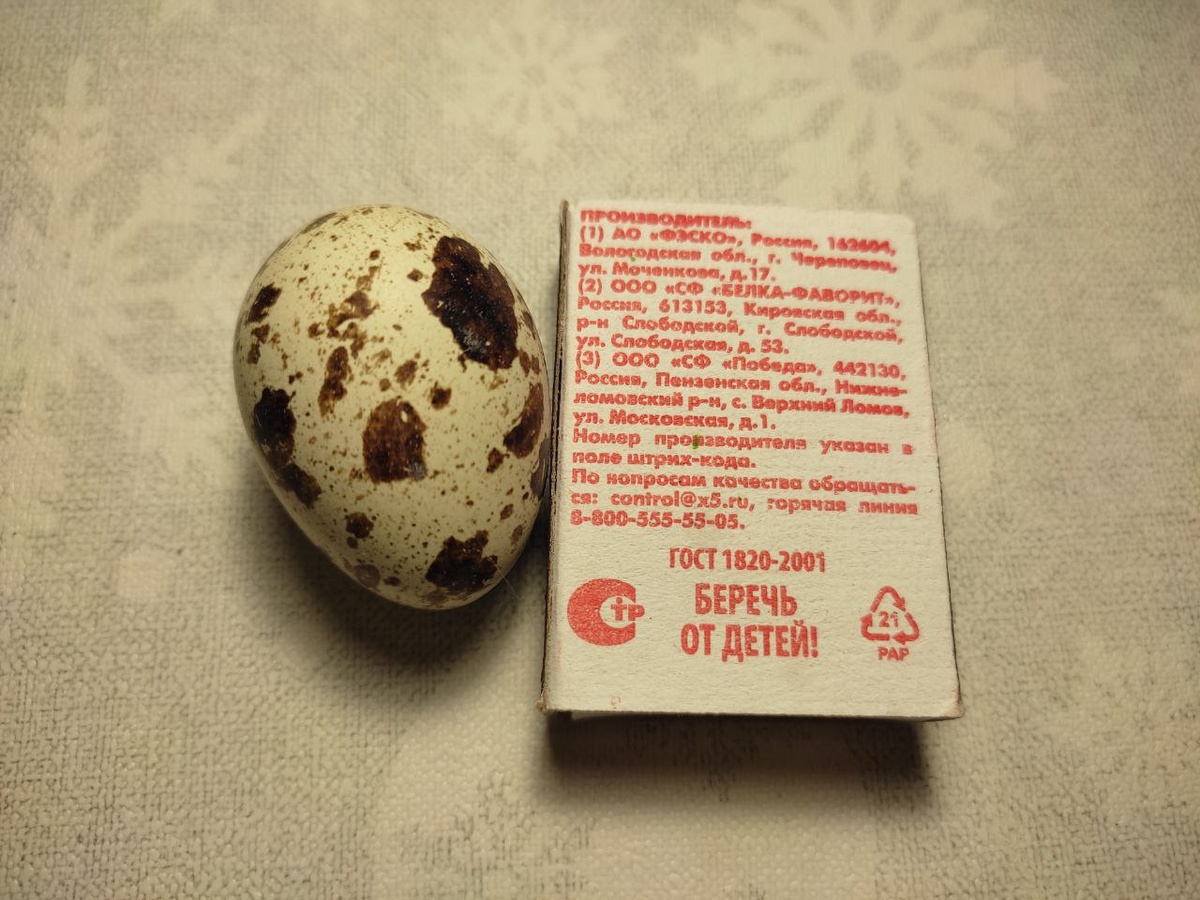 Сегодняшнее фото перепелиного яйца