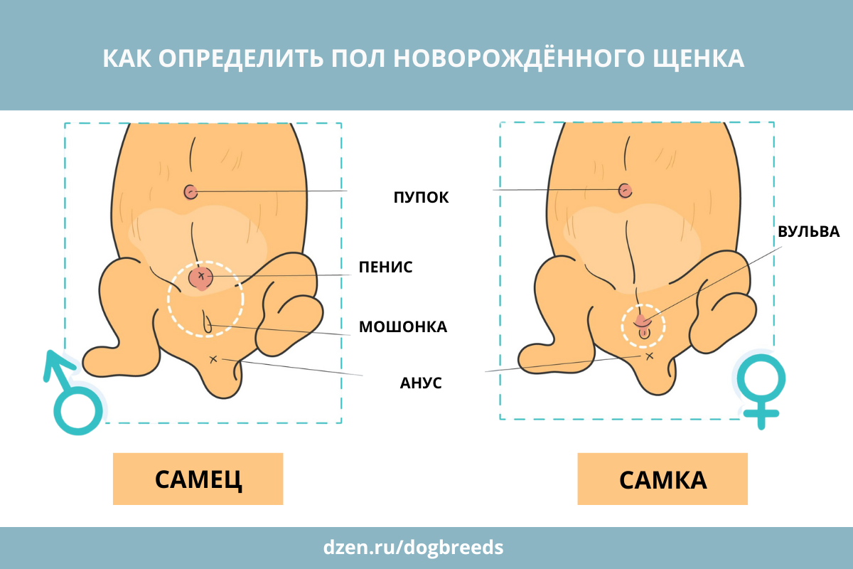 Как определить пол новорождённого щенка