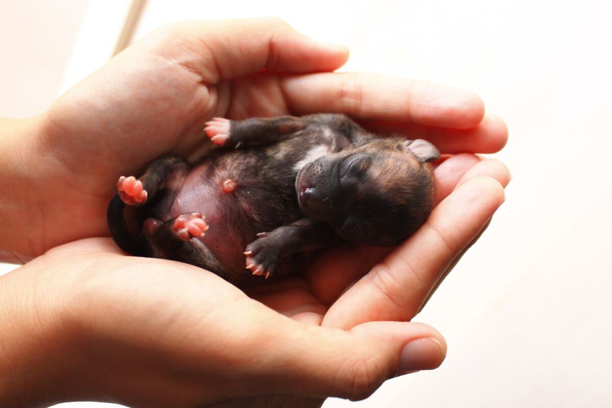 Новорождённый щенок