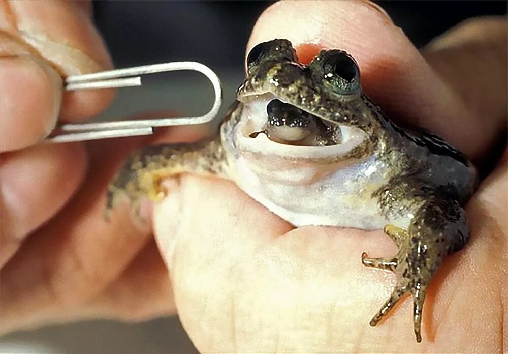 Заботливая лягушка реобатрахус