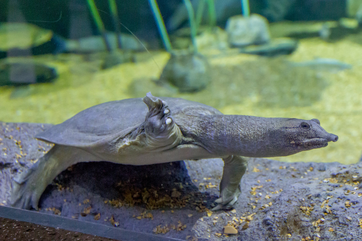 Китайский трионикс