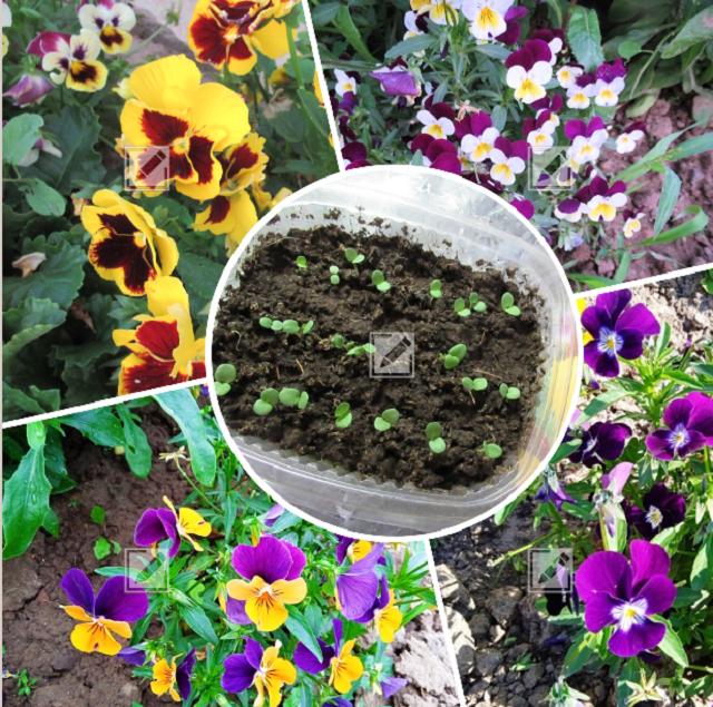 коллаж из фото автора