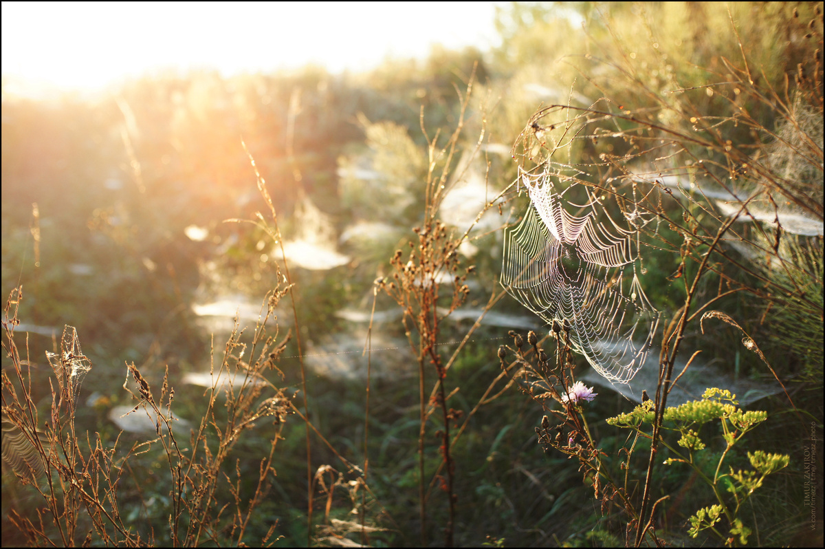 2 кадра с одной точки с разным фокусом. Увеличьте и листайте >>>