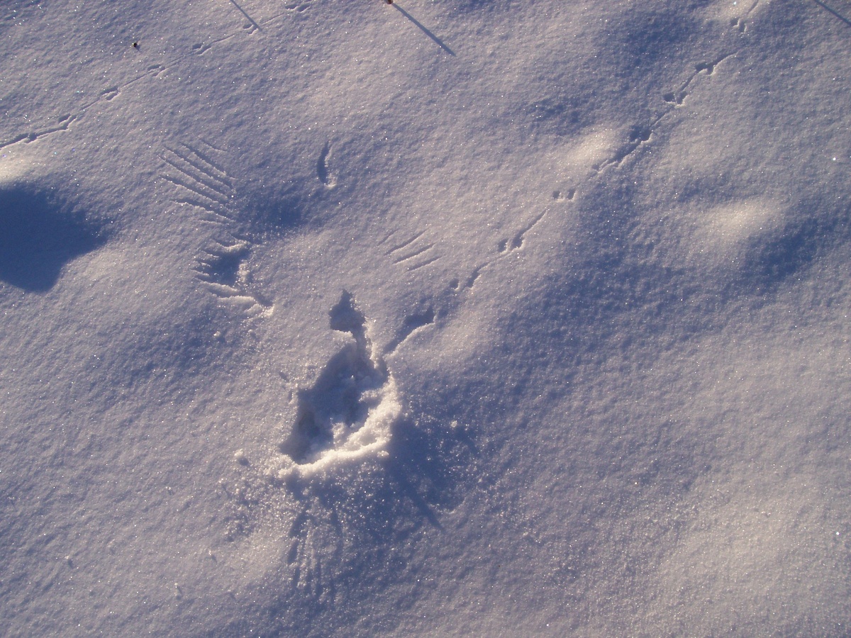 История на странице белой книги.