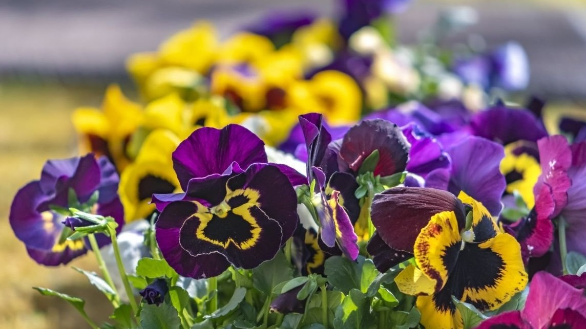 Правильный посев виолы на рассаду обеспечивает раннее и пышное цветение