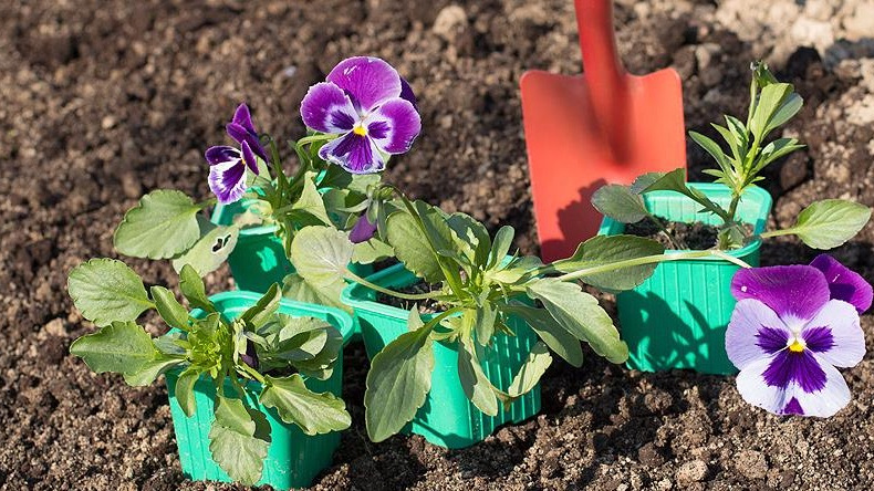 Через месяц после посева рассада готова к пересадке