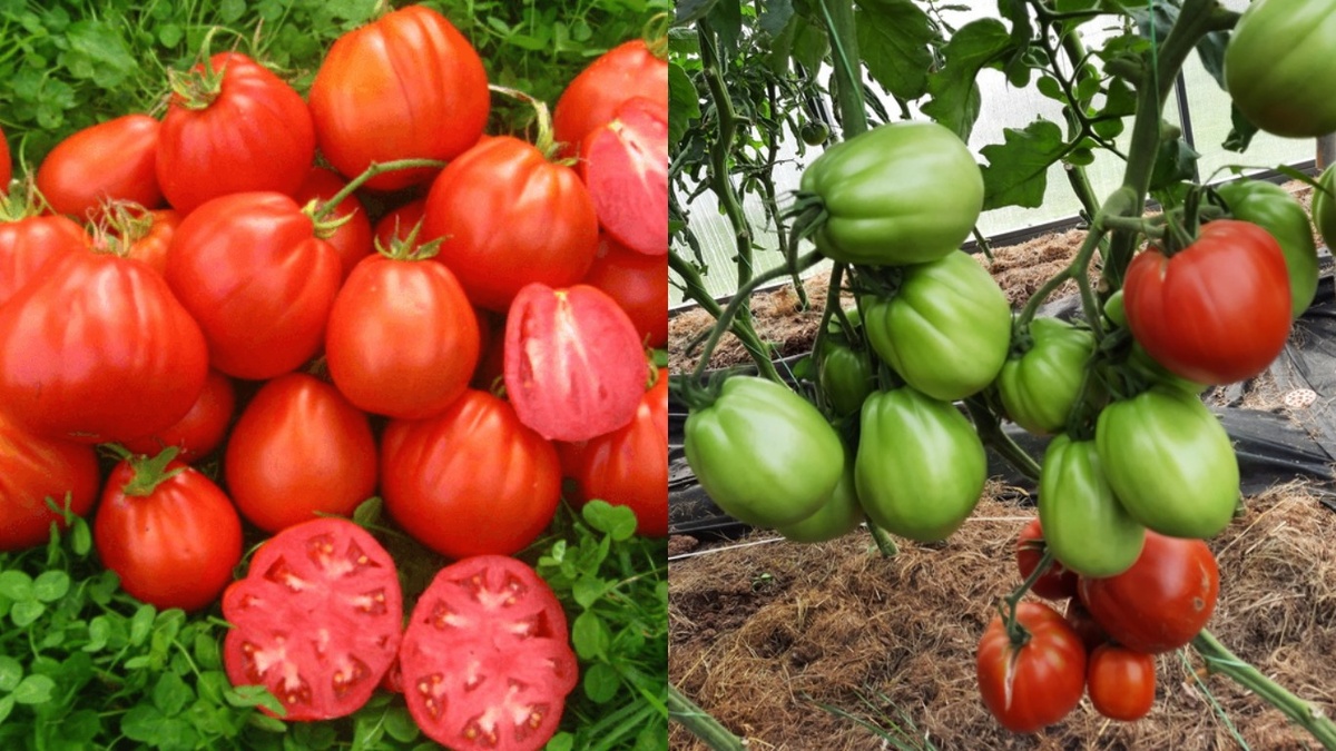 Плоды сорта Пузата хата при правильном уходе