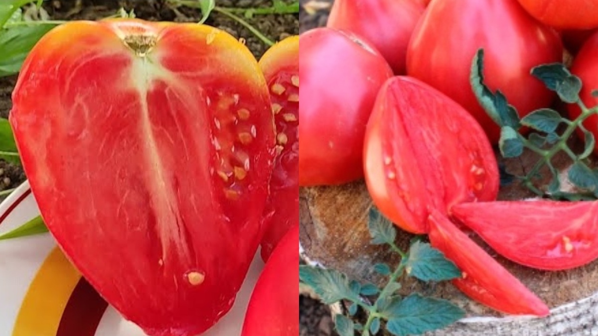 Каждый сорт имеет особую структуру мякоти