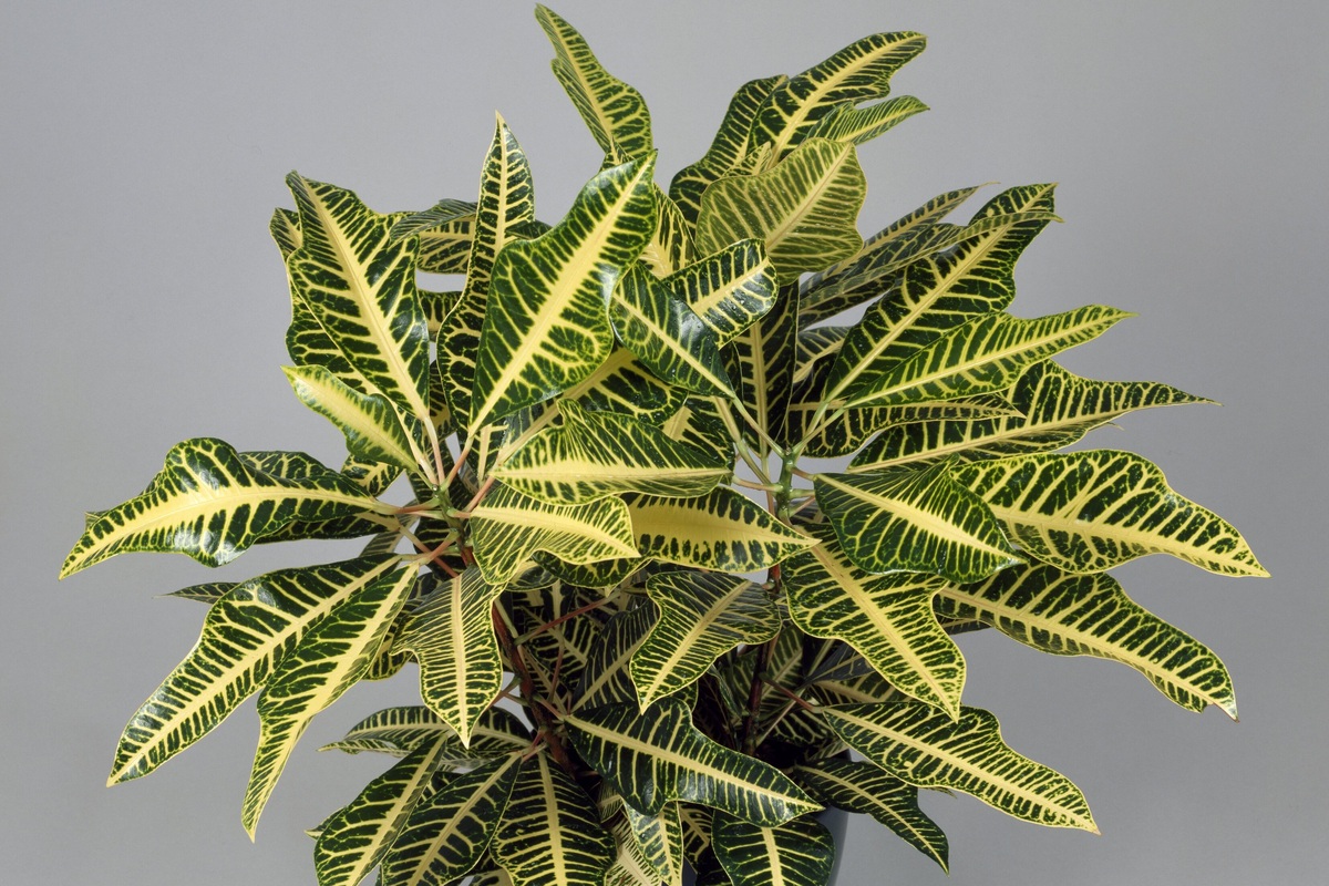     5 причин, по которым нужно обрезать кротон, и как это сделать правильно