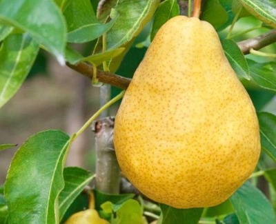 Дющес летний. Фото с pinterest.com