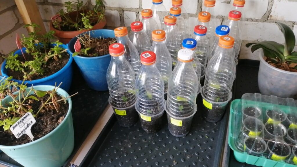 Первые черенки петунии во второй половине января.