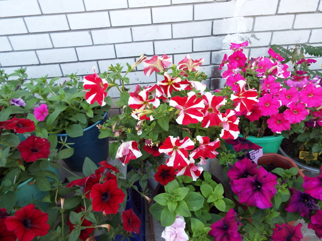 Июньские черенки петуний.