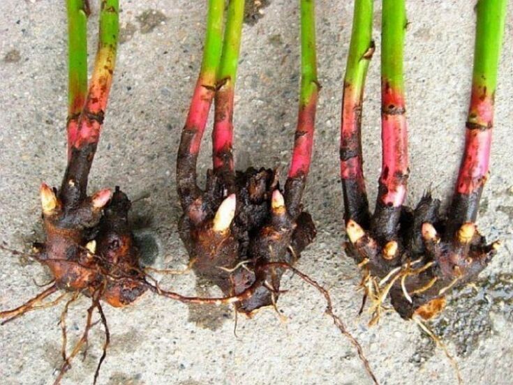 Деление куста пионов. Фото: https://es.pinterest.com/pin/735353445439534703/