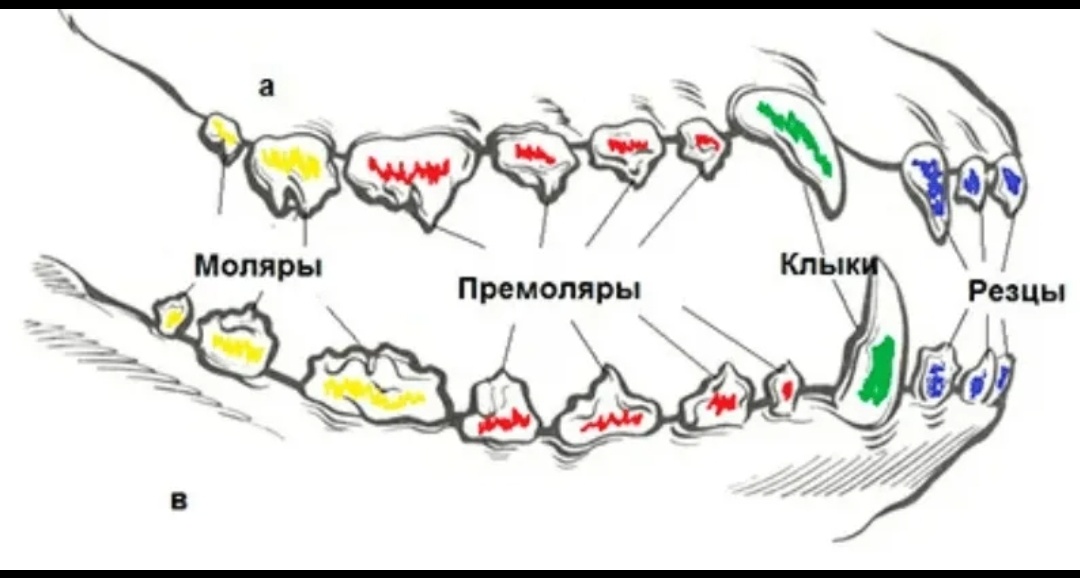 Схема зубов у собак 
