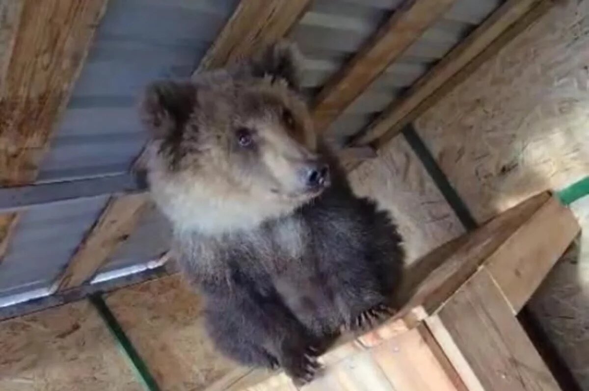    Медведица Любава с Камчатки прилетела в Москву