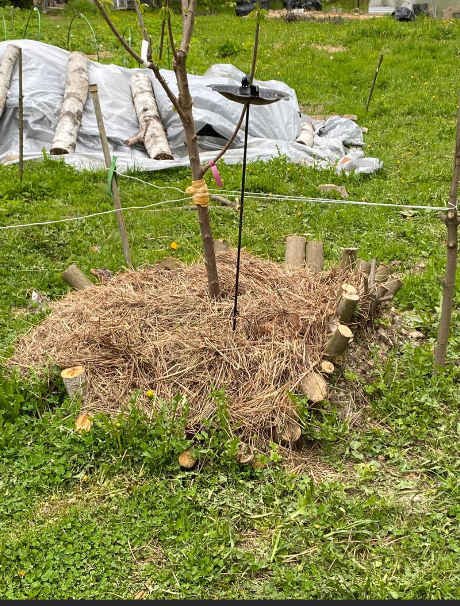 Наша первая черешня! Год посадки