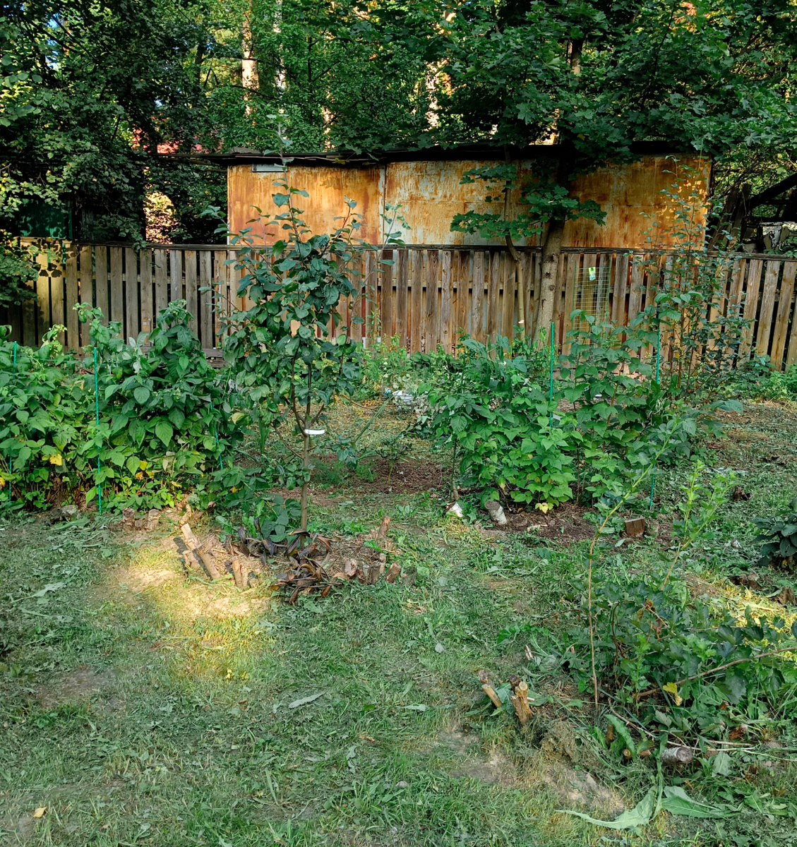 Второй год посадки. Спереди справа - крыжовник. Второй ряд - яблони. Третий ряд - малина и ежевика