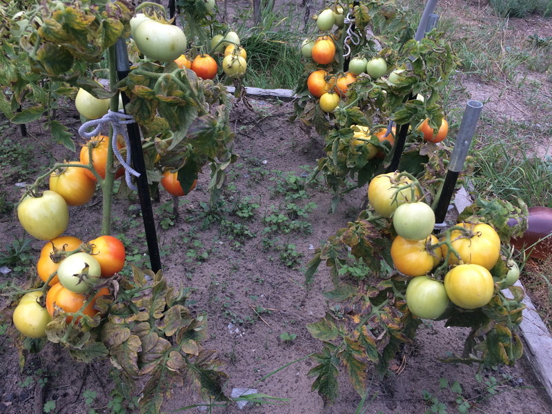 На фото 28 августа. В открытом грунте в Рязанской области помидоры у меня только начинали краснеть, несмотря на то, что ночью я их закрывала всегда плёнкой.Листья уже начали желтеть.