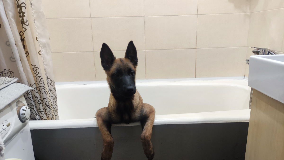 Малинуа Пуля ждёт спа 🥰