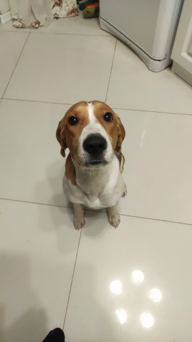 Эстонская гончая вся внимания 🫡