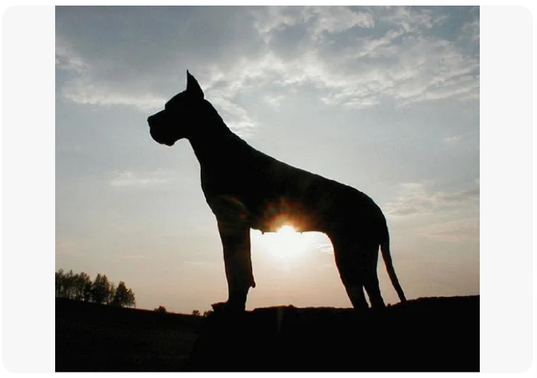 Яндекс. Каинки