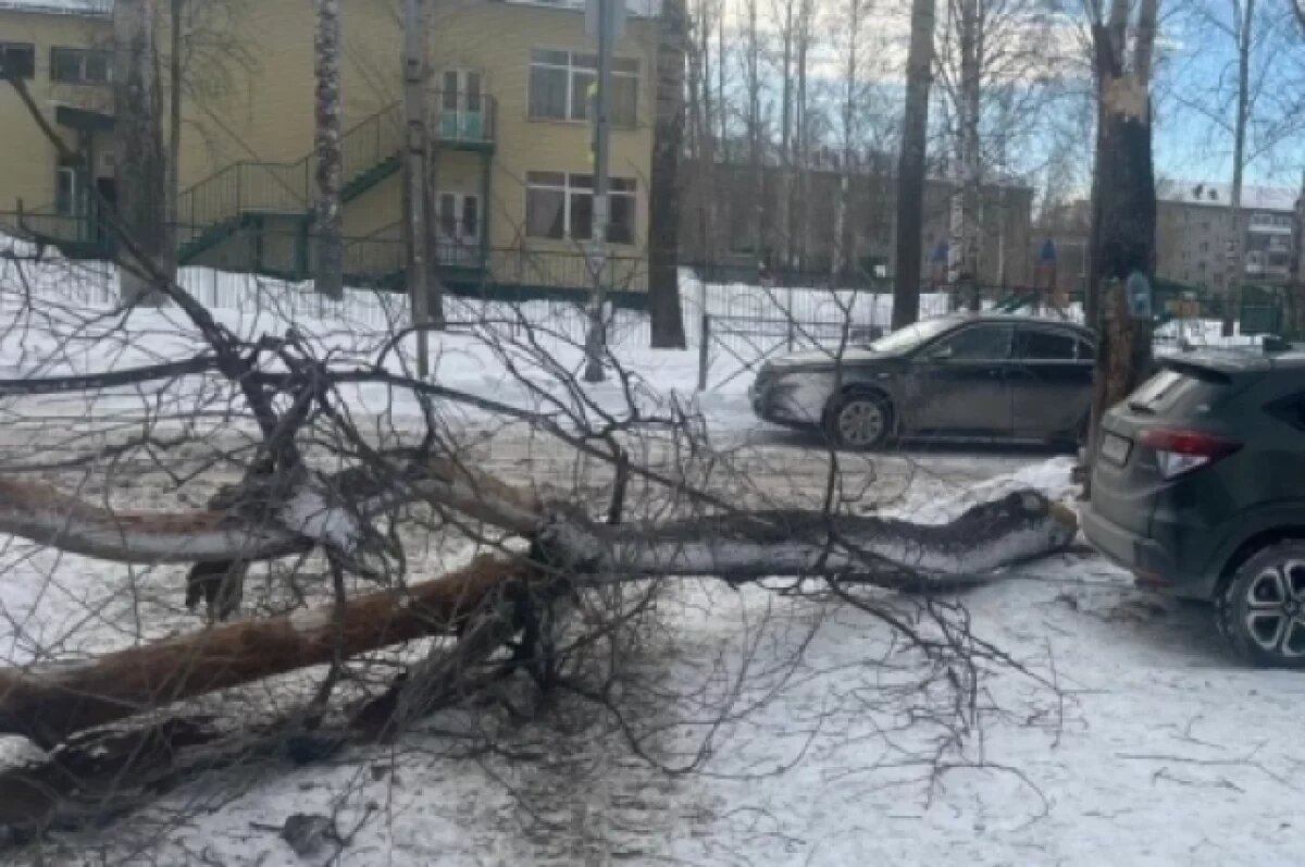    Глава СКР контролирует дело юного новосибирца, на которого упало дерево