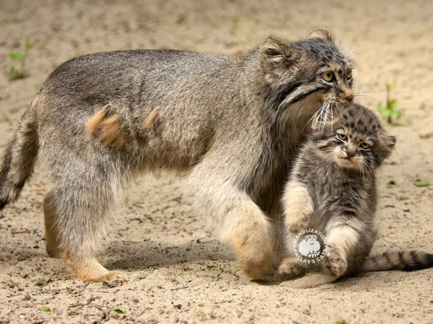    Фото: Пресс-служба Даурского заповедника
