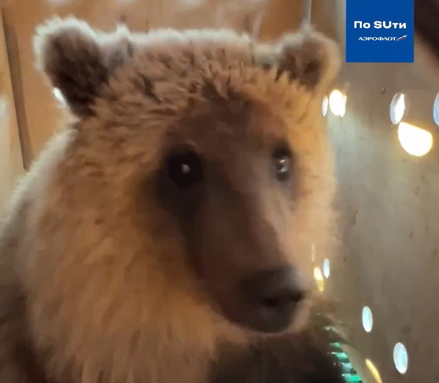 Скриншот с видео из телеграм-канала пресс-службы Аэрофлота