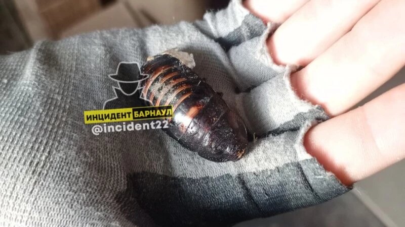     Экзотического жука нашли на улице Барнаула зимой «Инцидент Барнаул»