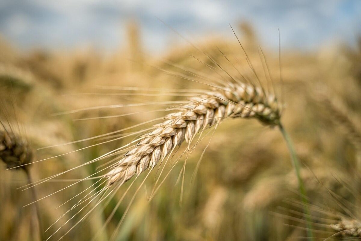    Фото: freepik.сom