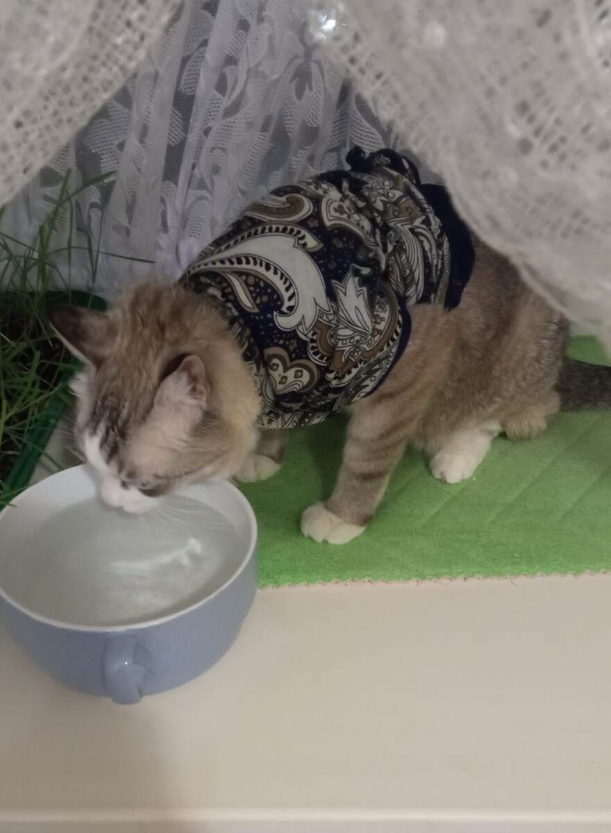 замотали бедного котейку,чтобы не смог себе вредить..ох уж эта старость.Мы то думали котик наш сопротивляться будет..а ему понравилось так))