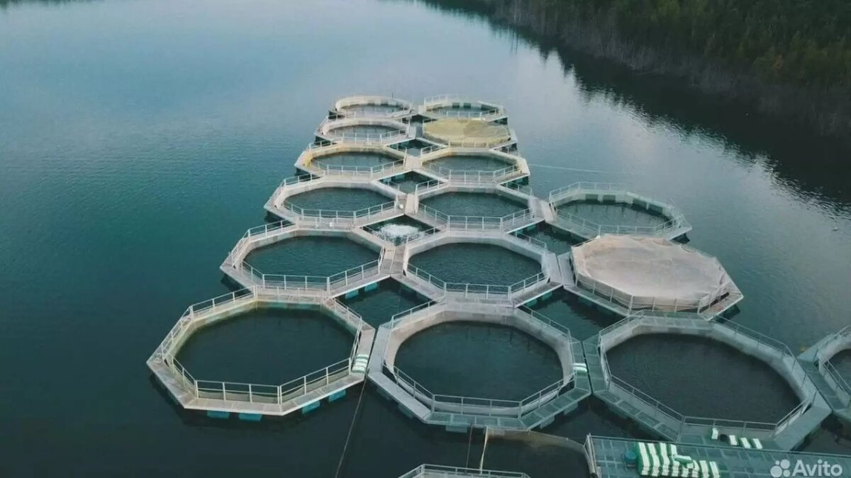     Источник: avito.ru