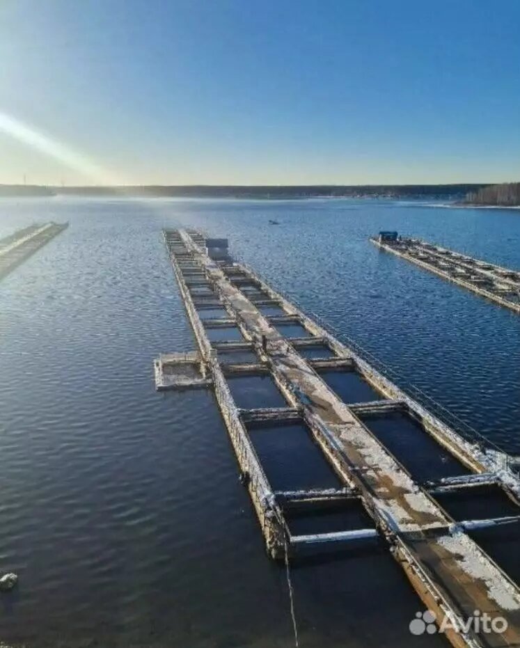     Источник: avito.ru