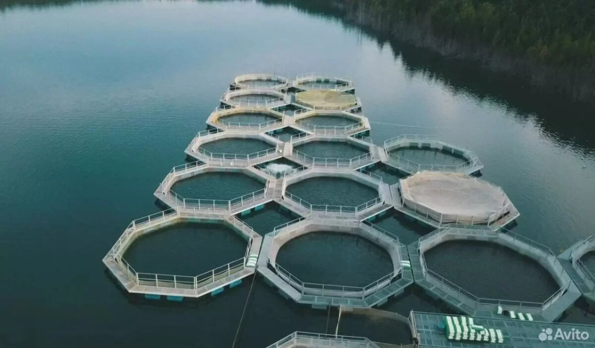     Источник: avito.ru