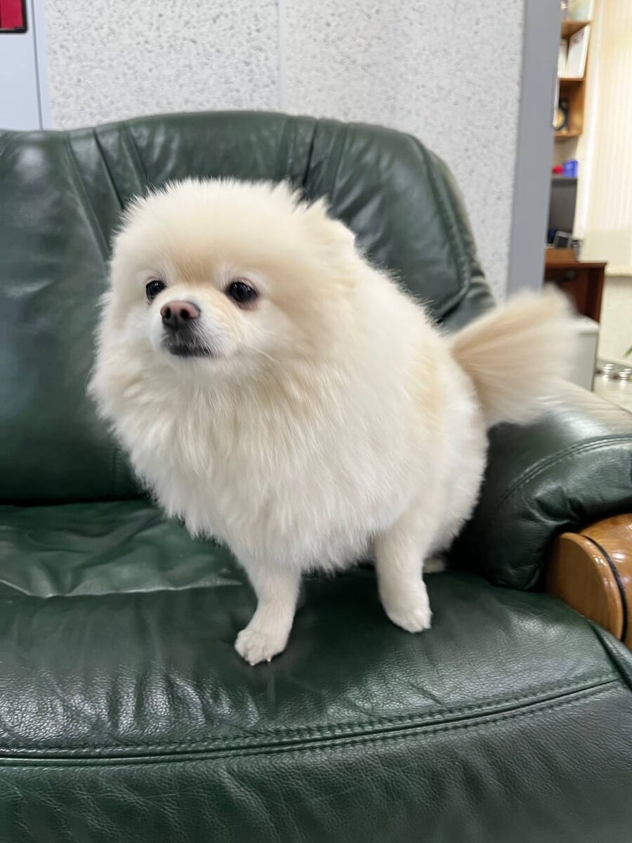 Фото автора канала. На ресепшен вас встречает вот такая милота🥰🥰🥰