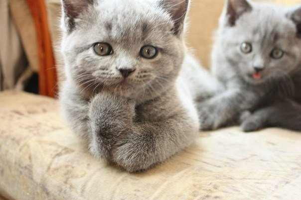 Один слушает, второй, видимо, говорит)