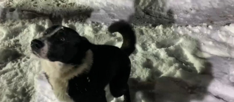    Два иностранца незаконно перешли границу из Финляндии в КарелиюRajavartiolaitos