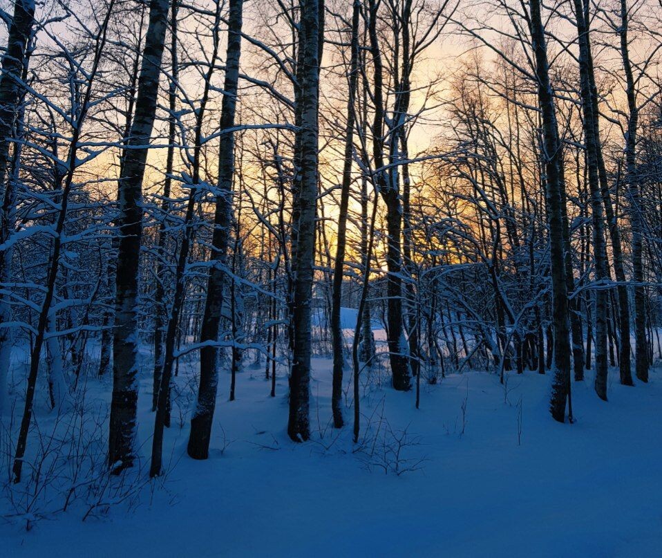 Зимний лес по дороге. январь 2019. В районе Всеволожска