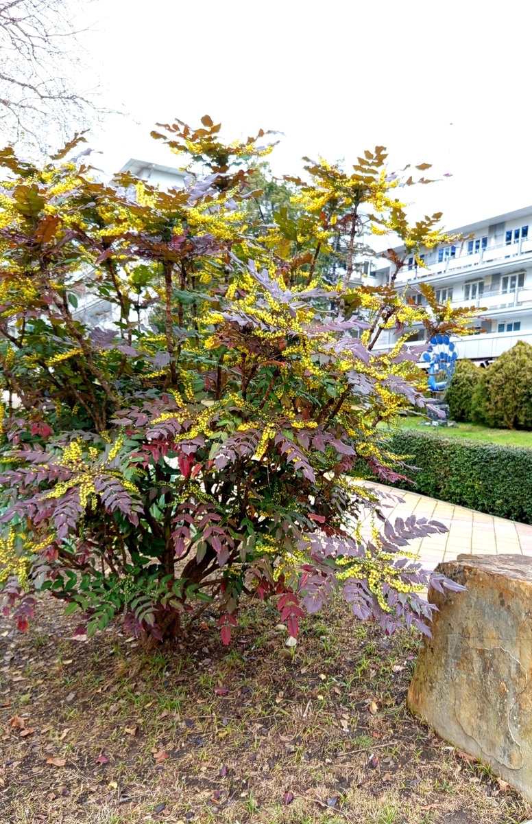 Круглый год что-то, да цветёт.