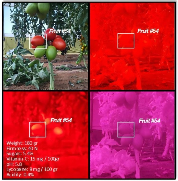     Вкусен ли красивый помидор, подскажет ИИ
