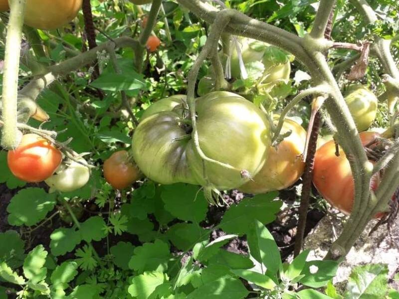 На фото мои томаты без использования волшебных средств 