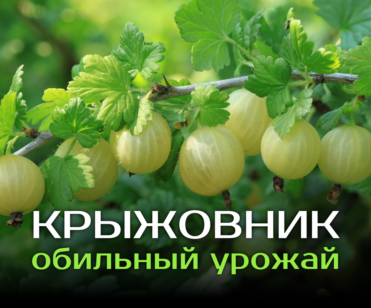 Почему у вас крыжовник кислый, а у меня сладкий? Хотите узнать? 