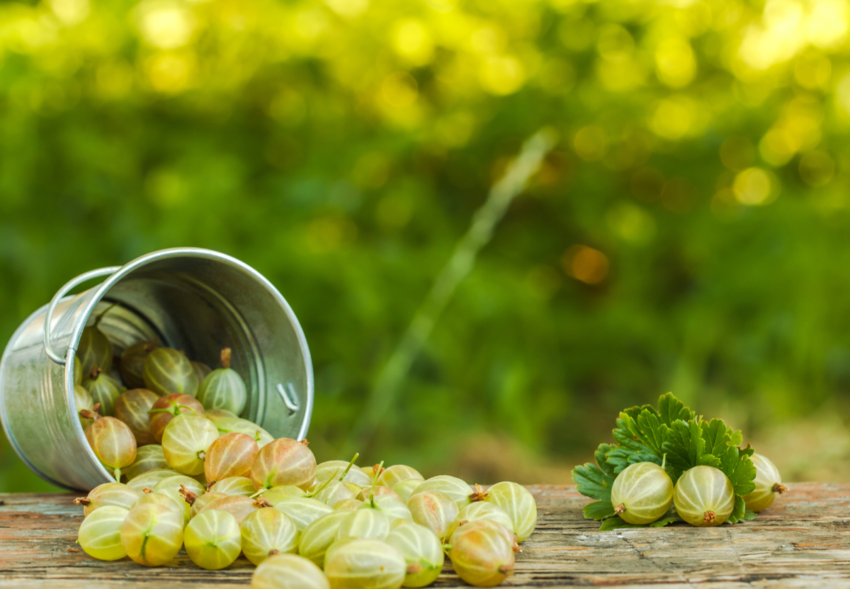 Мой любимый сорт