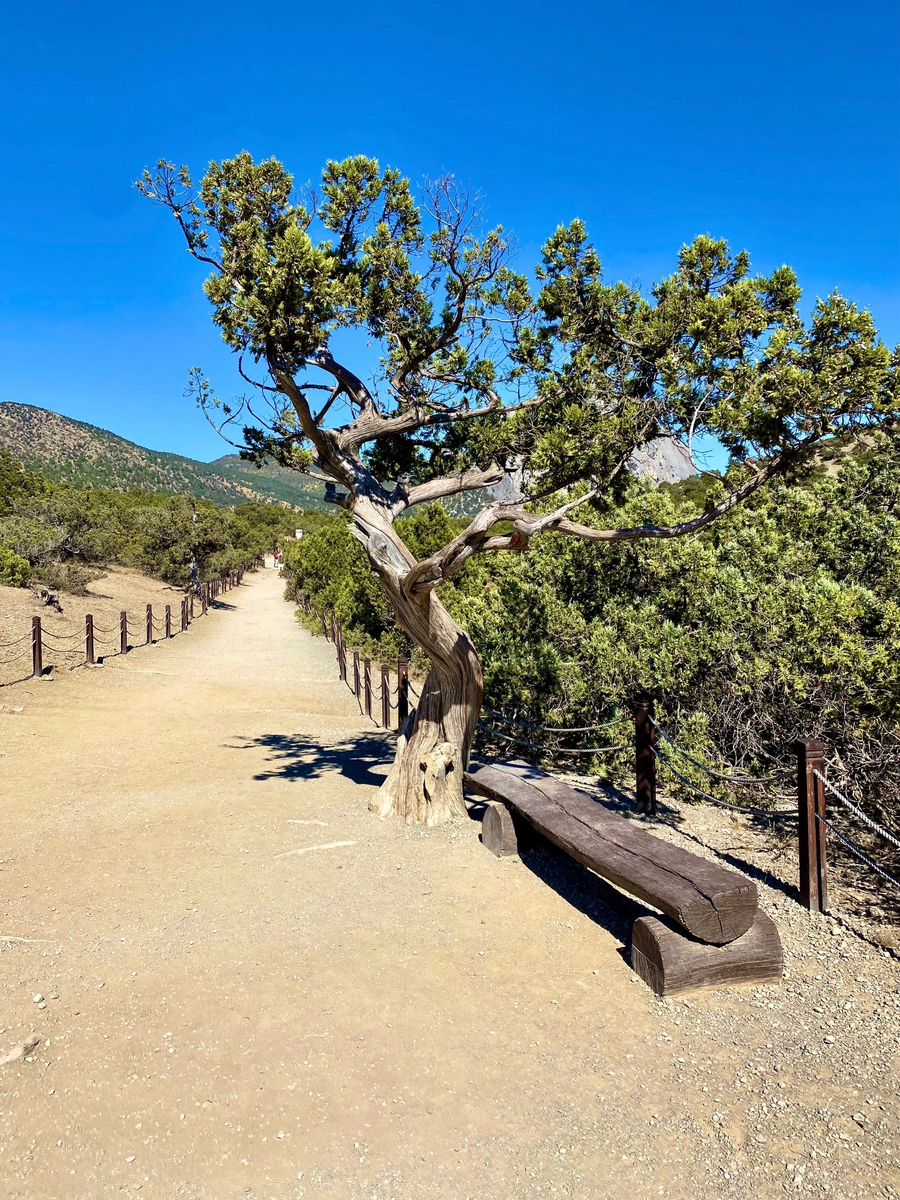Этот можжевельник в роще Нового Света не слишком идеален в плане своих форм, но сказать о том, что в нем нет красоты, невозможно