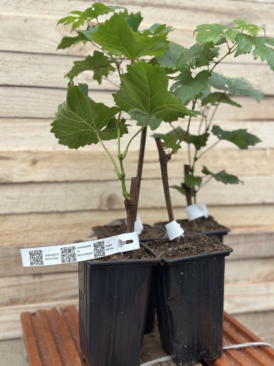 Выращивание таких красавцев вдохновляет нас продождать это интересное дело!