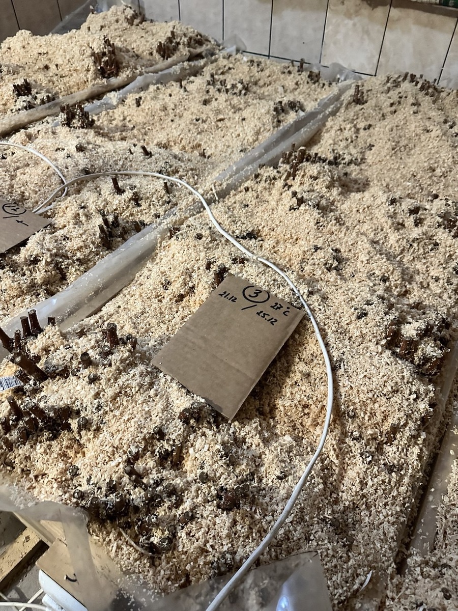 Кильчеватор в подвальном помещении. Света нет, температура в комнате 15 градусов, в районе корней устанавливаем 27 градусов.